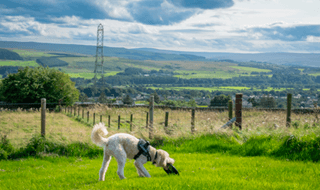 Dog Exercise Field